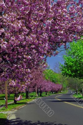Spring flowers