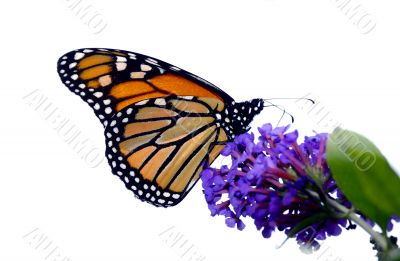 Monarch Butterfly