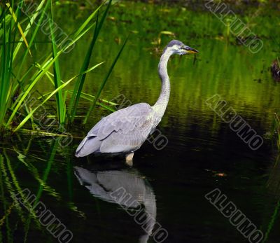 Heron