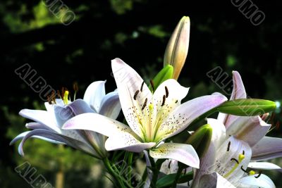 Day Lillies