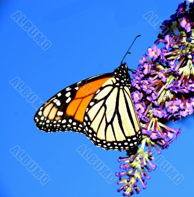 Monarch Butterfly