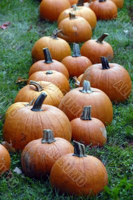 Pumpkin