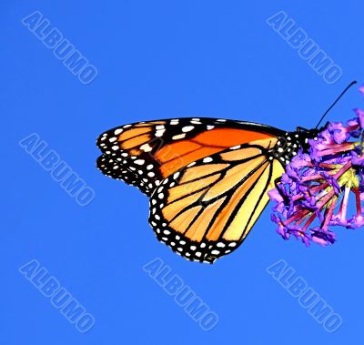 Monarch Butterfly