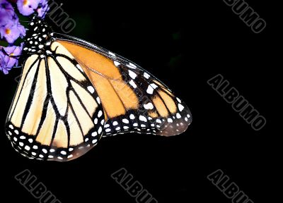 Monarch Butterfly