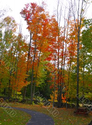 Fall Foliage Fall Foliage