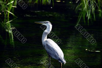 Great blue Heron