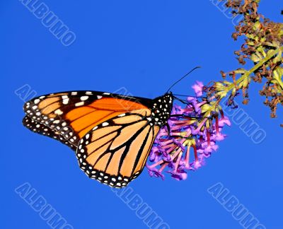 Monarch Butterfly