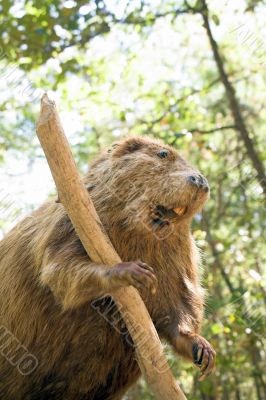Beaver Beaver