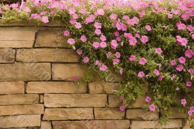 Purple Flowers on Rock Wall