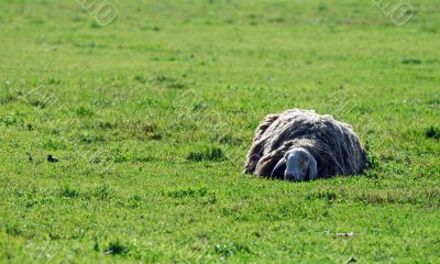 The sheep ant the little bird