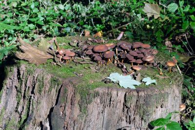 Mushrooms over a trunk Mushrooms over a trunk