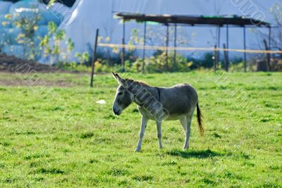 A donkey in the Monza Park
