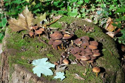 Mushrooms over a trunk Mushrooms over a trunk