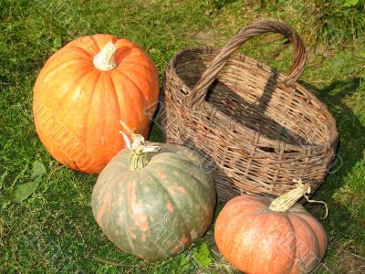 Brown Basket and Three Pumpkins