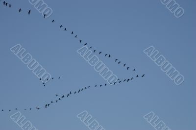 A flock of geese seen at a late autumn afternoon