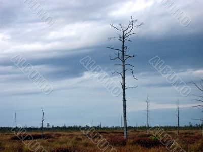 Tundra Tundra
