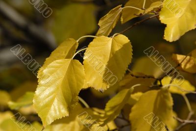 yellow mulberry leafs, autumn