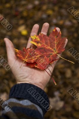 hand holding red leaves