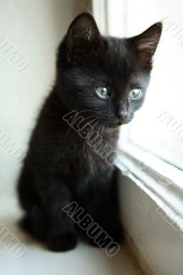 Kitty beside window