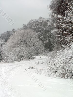 Road in the winter forest Road in the winter forest