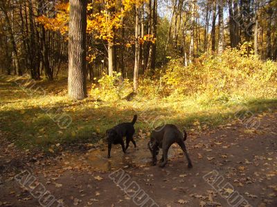 Autumn Autumn