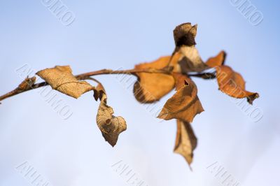 Dry autumn branch