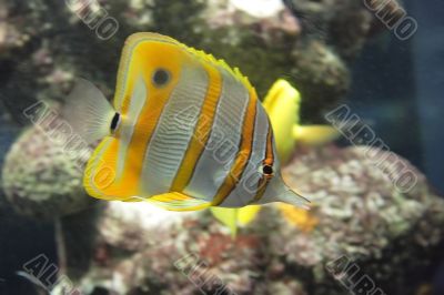 Sixspine butterfly-fish in movement