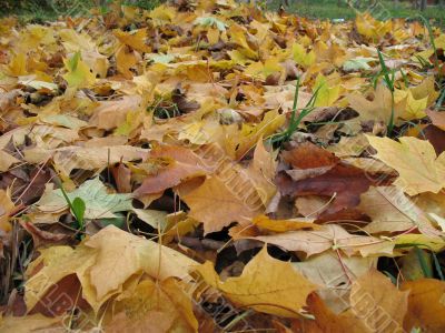 Yellow leaves