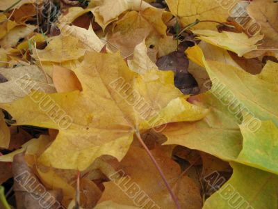 Yellow leaves in autumn