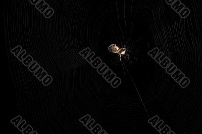 Orb Weaver Spider