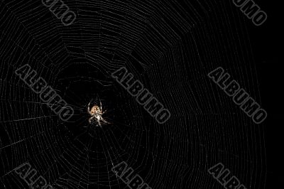 Orb Weaver Spider