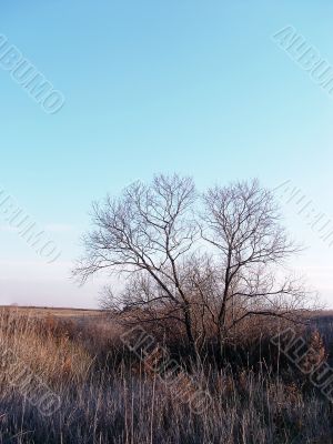 bare tree in the field