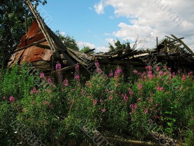 old house and flowers