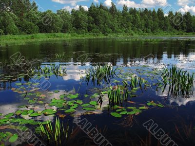 marsh edge lake