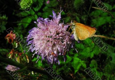 tan color butterfly