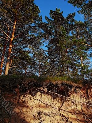 pines on breakaway pines on breakaway