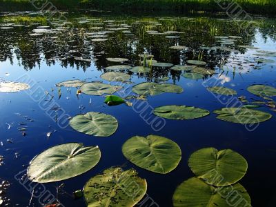 smooth water mirror smooth water mirror