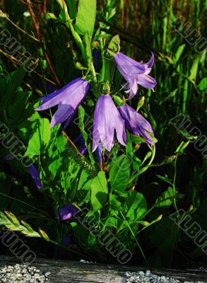 lilac campanulas