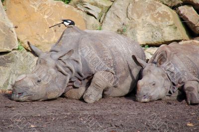 Rhinoceros Rhinoceros