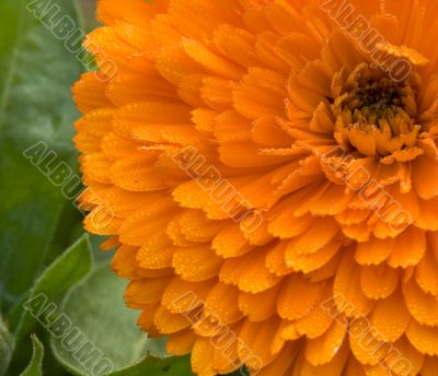 Calendula