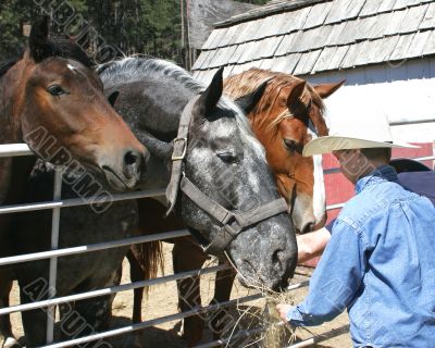 Feeding Horses