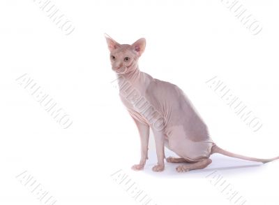 bald-headed cat