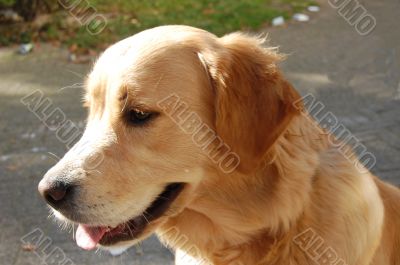 golden retriever golden retriever