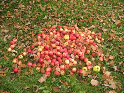 apples heap