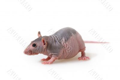 Naked rat