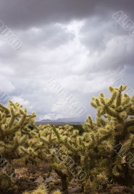 Cactus on a Stormy Day