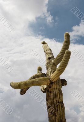 Saguaro cactus