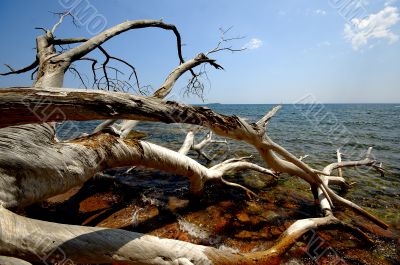 Corsica landscape (france)
