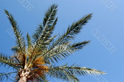 Nice tree palm and blue sky