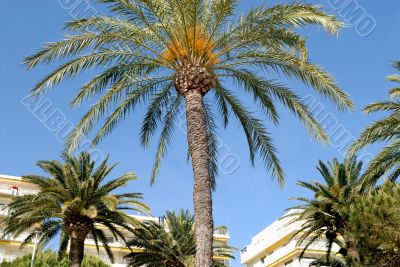Nice tree palm and blue sky